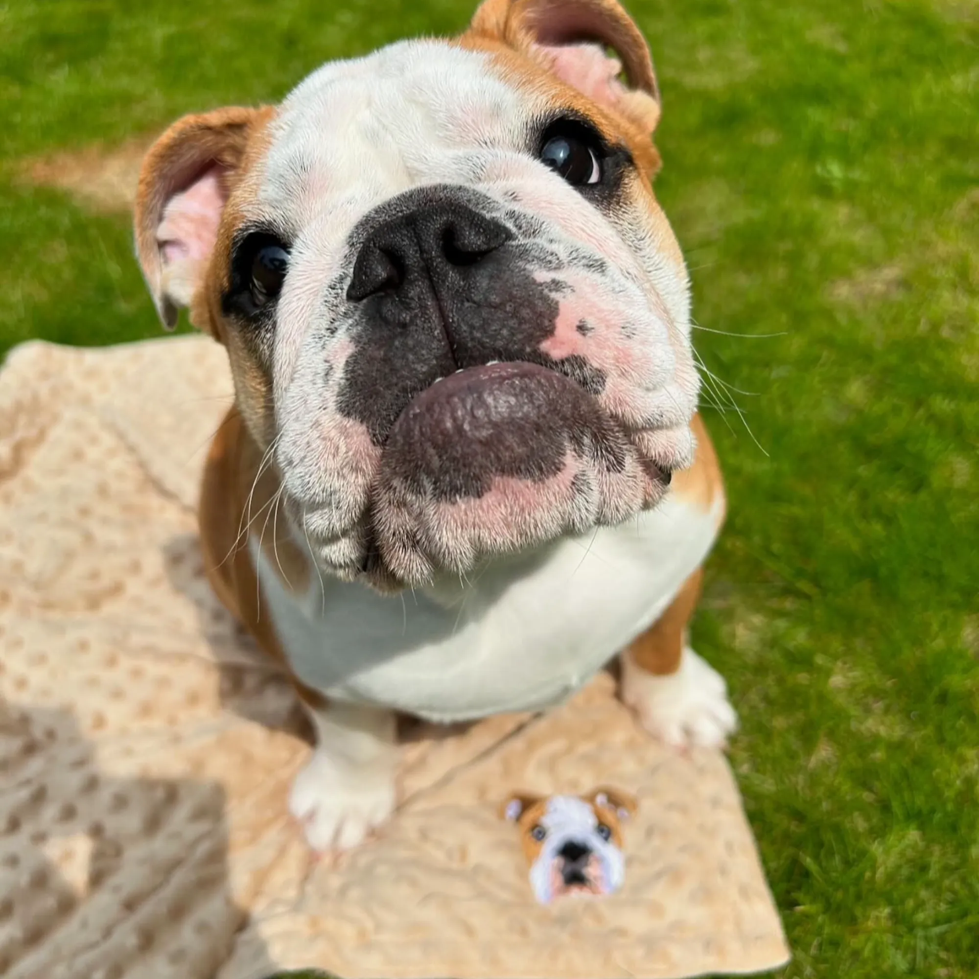 Embroidered Custom Pet Portrait Pet Blanket